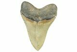 Serrated, Fossil Megalodon Tooth - North Carolina #368426-2